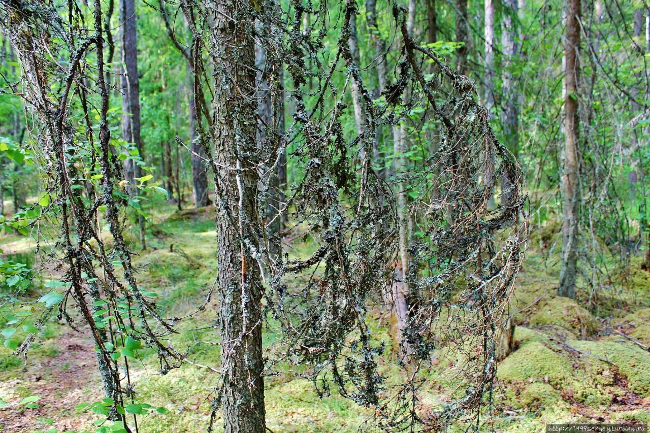 велесов лес тула