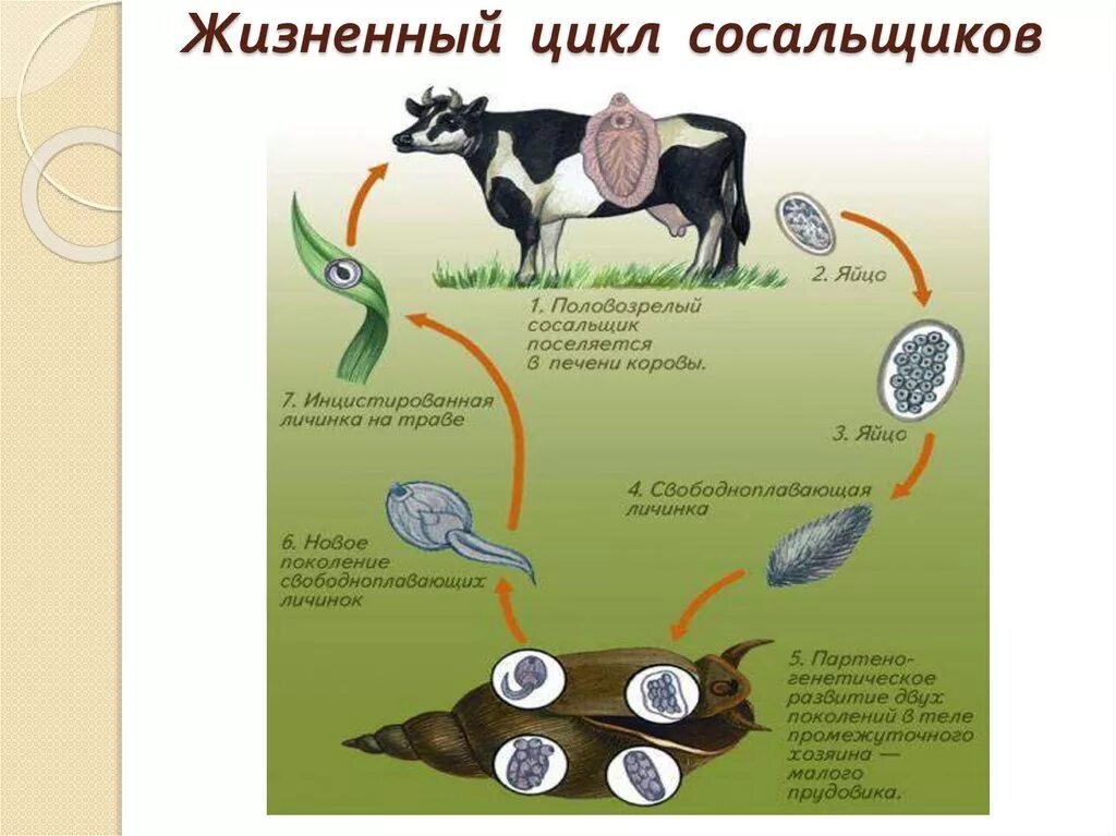 Каким способом размножается печеночный сосальщик в организме. Схема жизненного цикла паразитических плоских червей. Стадии жизненного цикла печеночного сосальщика. Схема цикла червя ленточного. Цикл печеночного сосальщика биология.