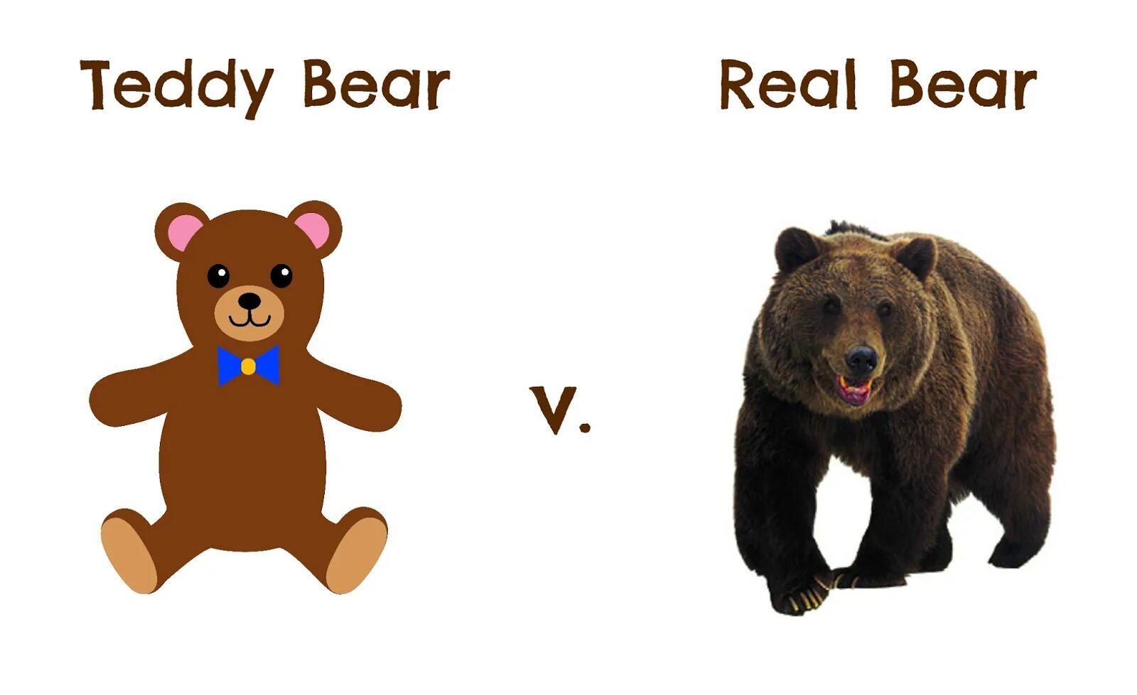 Тедди перевод. Real Bear. Teddy Bear real. Teddy Bear упражнений. ￼ ￼ часы real Bear.
