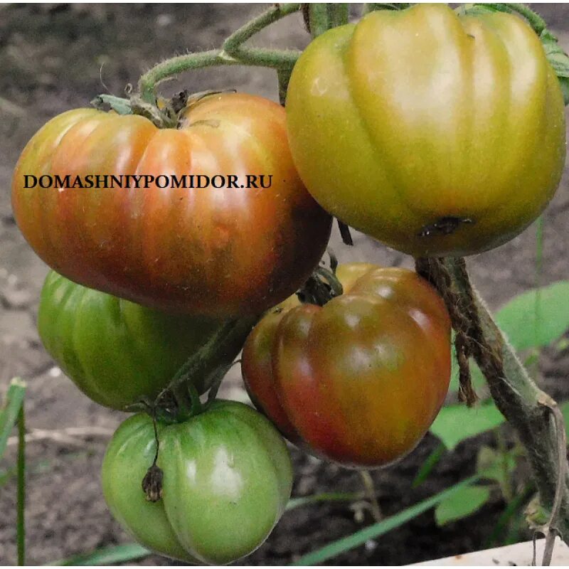 Ярсон 34 (jarson 34 томат. Сорт томата ярсон. Томат сорт ярсон 18. Томат ярсон 26. Томат ярсон 4.