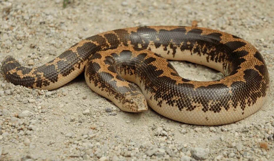 Удав язык. Шершавохвостый удавчик. Gongylophis colubrinus. Кенийский песчаный удавчик. Арабский песчаный удавчик.