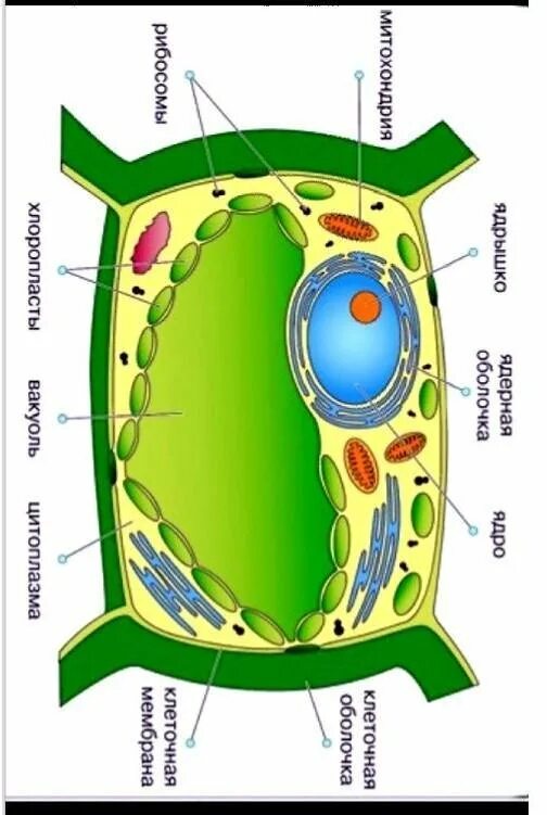 Рисунок вакуоли растительной клетки. Вакуоль растительной клетки схема. Строение клетки вакуоль. Вакуоль деление клеток