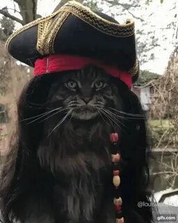 Черный кот пират