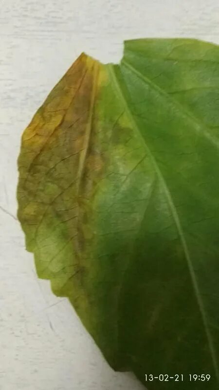 Форма листьев гибискуса. Гибискус листья хлороз. Хлороз листьев гибискуса. Мучнистая роса на гибискусе. Хлороз растений гибискуса.