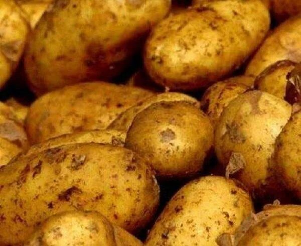 Картофель чародей описание сорта. Картофель чародейка. сорт картофеля чародейка. сорт картофеля чародей. königsberg сорт картофеля.