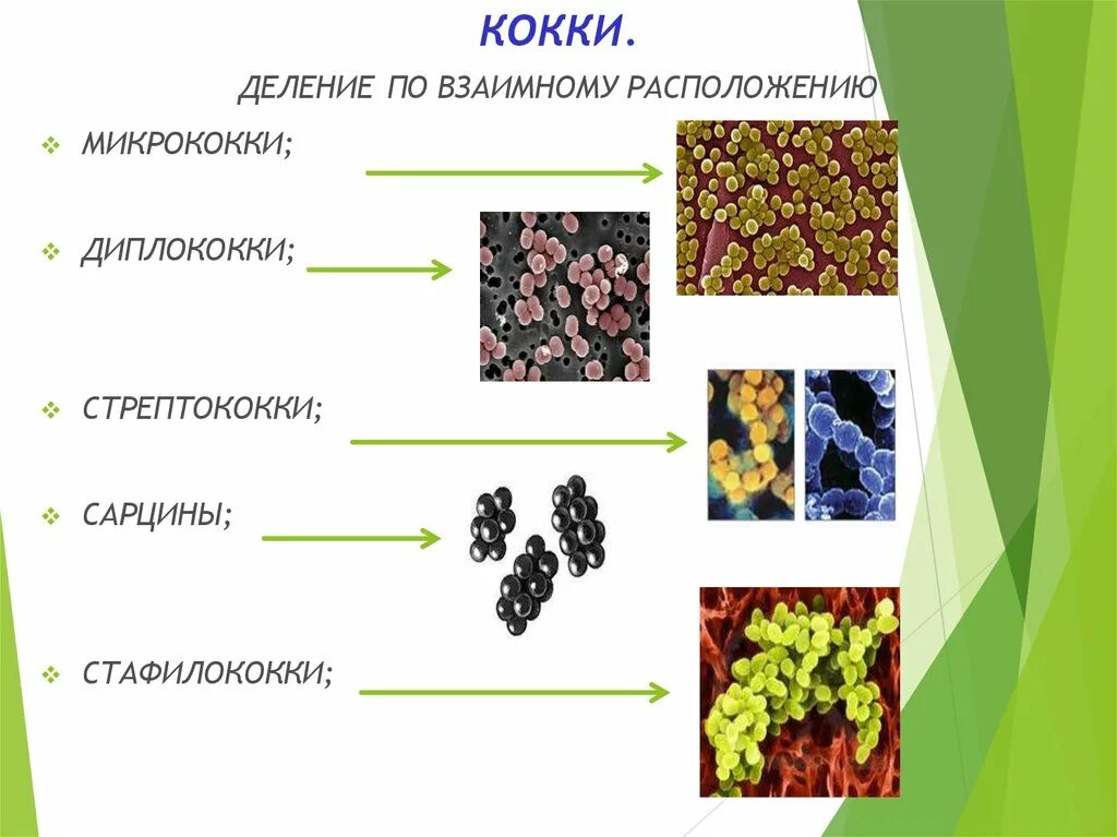 Микрококки диплококки тетракокки сарцины стрептококки стафилококки. Формы кокков. Микрококки стрептококки стафилококки. Форма бактерии кокки. Шарообразная форма бактерий кокки.