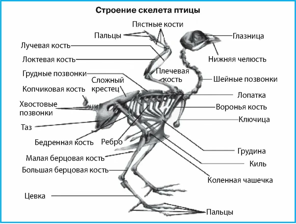 Скелет птиц приспособлен у птиц кости. Скелет птицы пояс передних конечностей. скелетное строение птицы. строение кости скелета птицы. строение скелета птиц птиц.