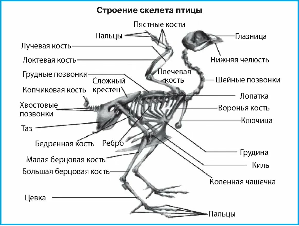 Изучение особенности строения скелета птиц. Скелет птицы пояс передних конечностей. Скелетное строение птицы. Строение кости скелета птицы. Строение птиц скелет птиц.