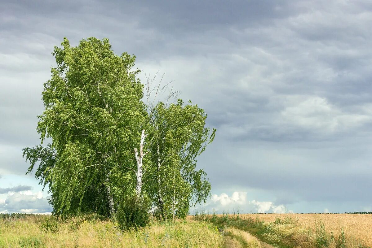 Две березки у дороги минус