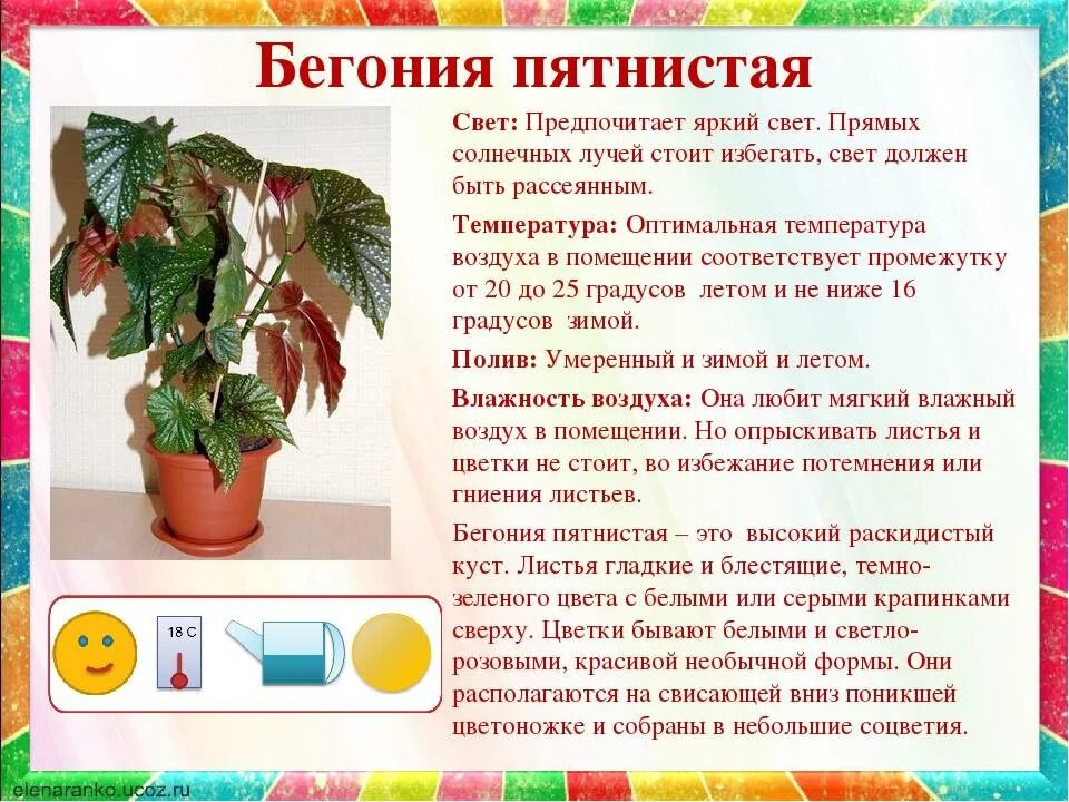 Домашние цветы группы