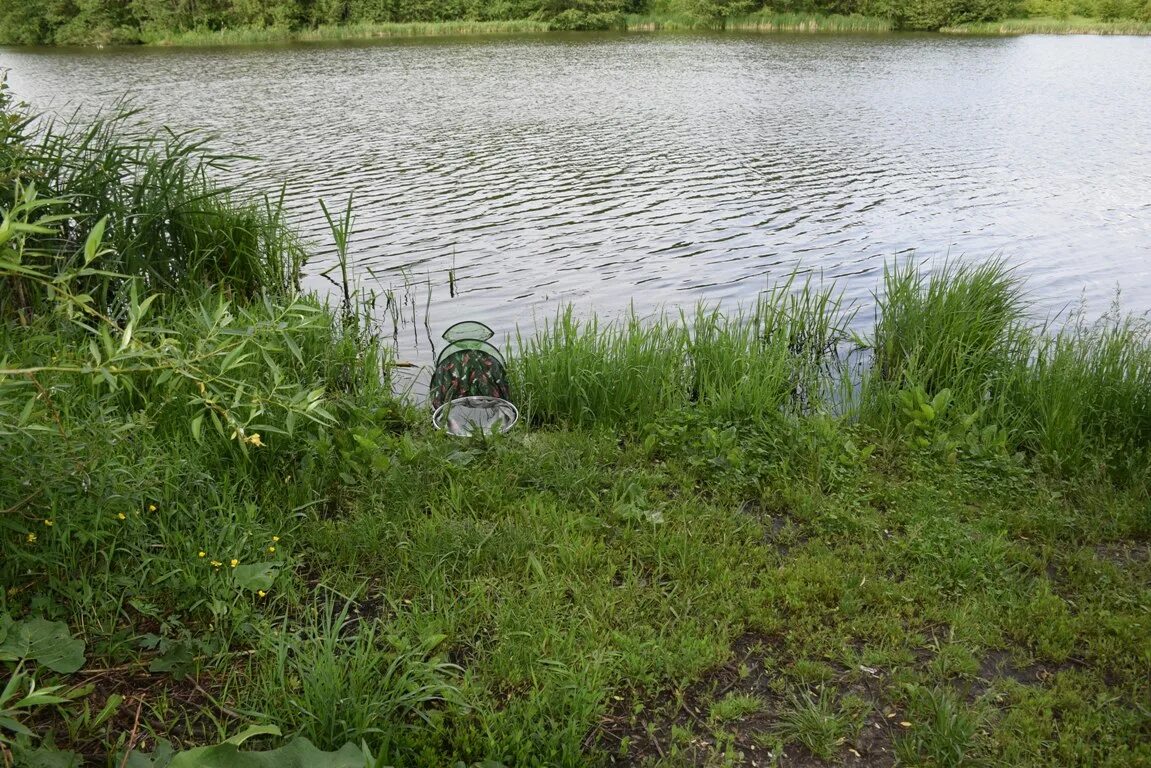 Пруд крещенка липецкая. Рыбалка село крещенка липецкая область. Водоем крещенка липецкая область. Крещенка пруд. Донские пруды донском.
