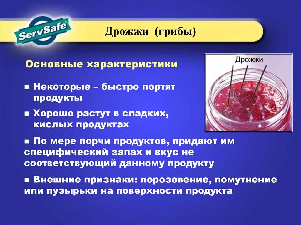 Грибы вызывающие порчу продуктов питания. Характеристика дрожжей. Дрожжи общая характеристика. Дрожжи грибы характеристика. Охарактеризуйте дрожжи.