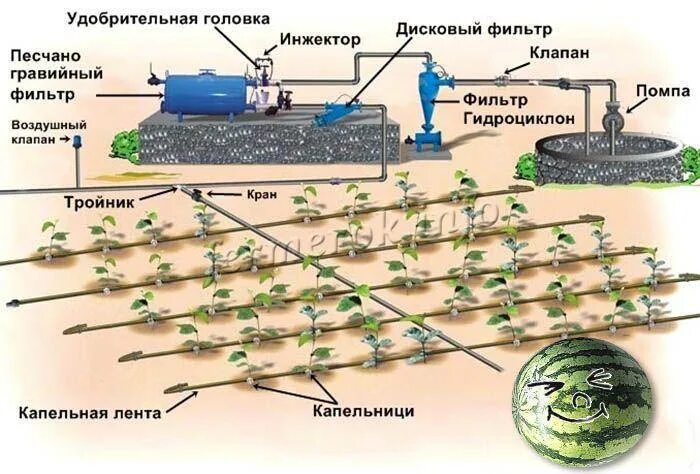 Подкормка для дынь и арбузов в открытом. Схема удобрения арбузов. Схема посадки бахчевых культур. Удобрение для дыни. Схема удобрения арбузов.