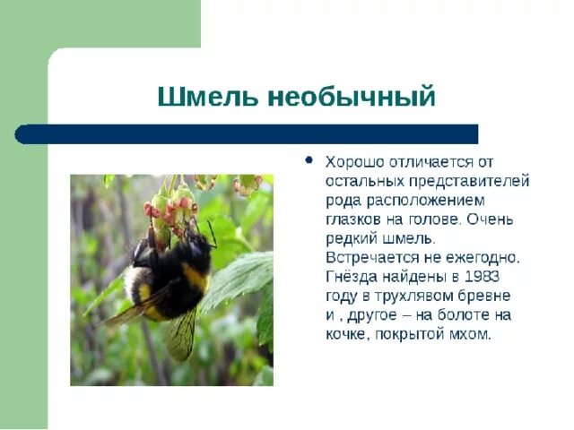 Проект про шмеля 4 класс Презентация к классному часу "Экскурсия по страницам Красной книги Омской област