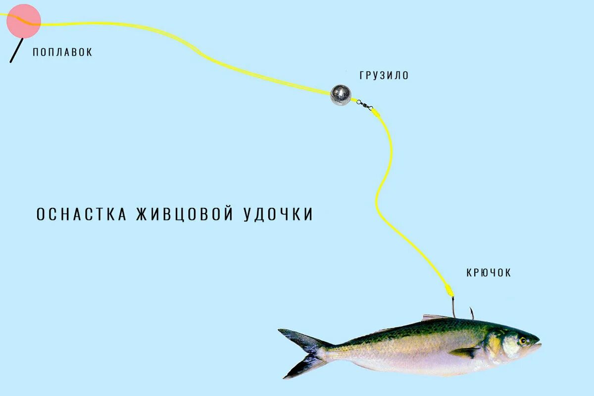 Ловля окуня на живца. Поплавочная оснастка на щуку на живца. удочка на щуку на живца оснастка поплавочная. оснастка для ловли щуки на живца. ловля щуки на поплавок на живца оснастка.