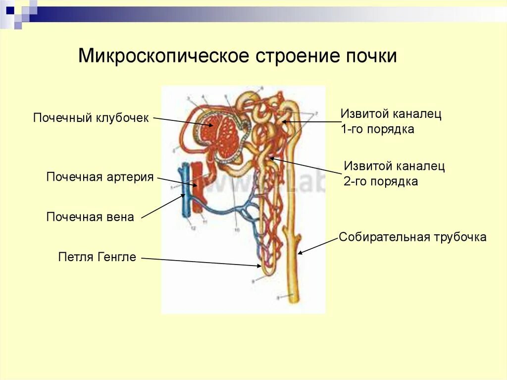 Капиллярный клубочек почечная лоханка почечный каналец. Микроскопическое строение нефрона. Выделительная система человека строение почки. Микроскопическое строение почки строение нефрона. Микроскопическое строение почки нефрон.