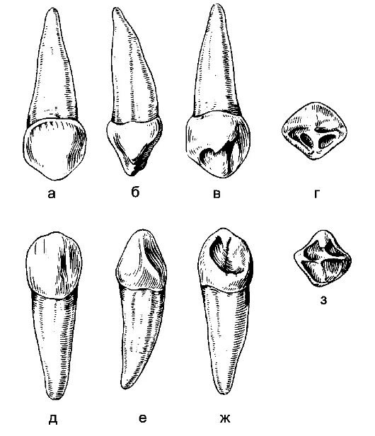 белый клык джек лондон диафильм. джек лондон белый клык презентация. сталкер хронология событий. ). история клыка.
