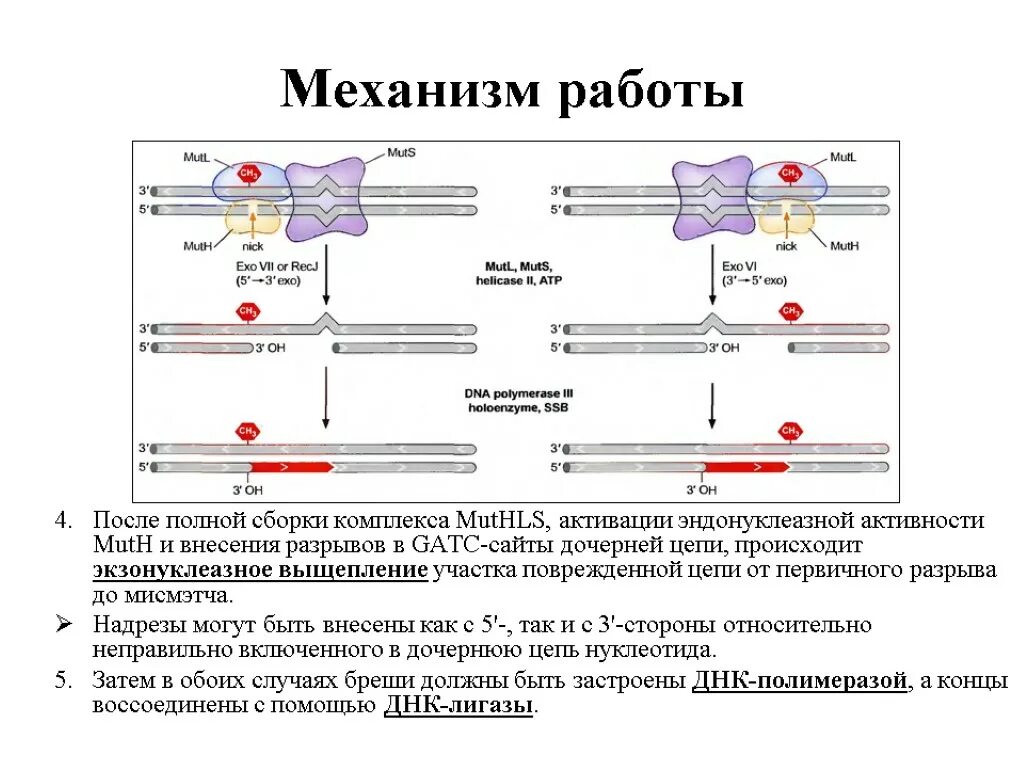 Исправление ошибок днк полимеразы. Эндонуклеазная активность днк полимеразы. 5 3 экзонуклеазная активность днк полимеразы. мисмэтч репарация днк. эндонуклеазная и экзонуклеазная активность.