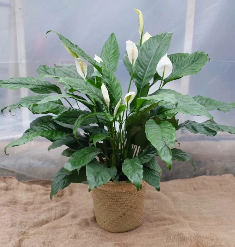 Разновидности спатифиллума фото. Спатифиллум геликониелистный (Spathiphyllum heliconiifolium). Спатифиллум Джемини. Спатифиллум кватро.