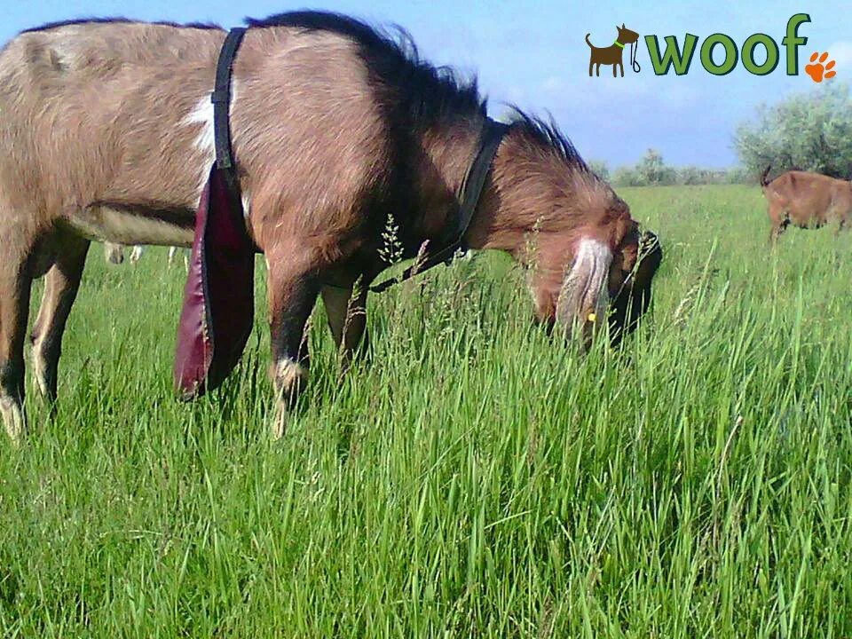 Амуниция для коз. Попона для козла. Лифчик для козы. Фартук для козла