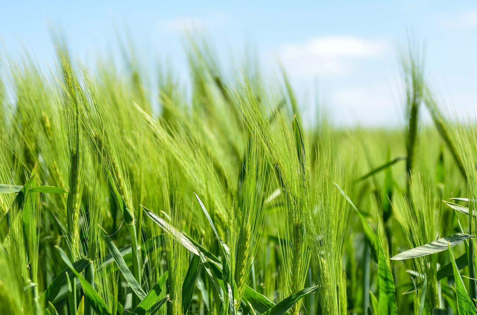 Сельское хозяйство растения. Поле пшеницы. Зеленое поле с колосками. Пшеница трава. Зеленое поле рожь.