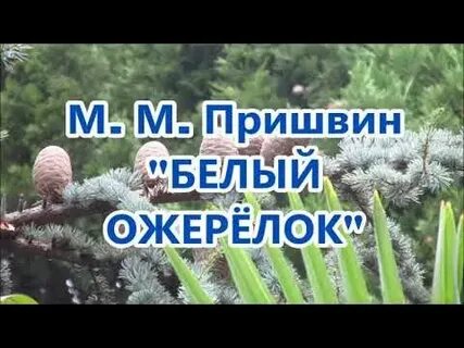 Пришвин белая