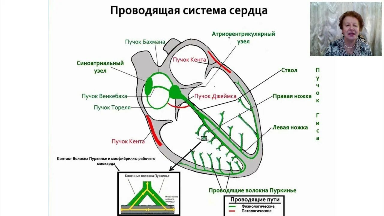 Пучок пуркинье. Проводящая система сердца синоатриальный узел. Проводящая система сердца патологические пучки. Проводящая система сердца ЭКГ. Структура проводящей системы сердца схема.