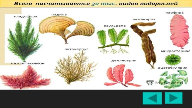 Бурые водоросли биология 7. Интересные факты о водорослях. Водоросли виды и названия с картинками. Водоросли факты биология. Интересные факты о водорослях 6 класс.