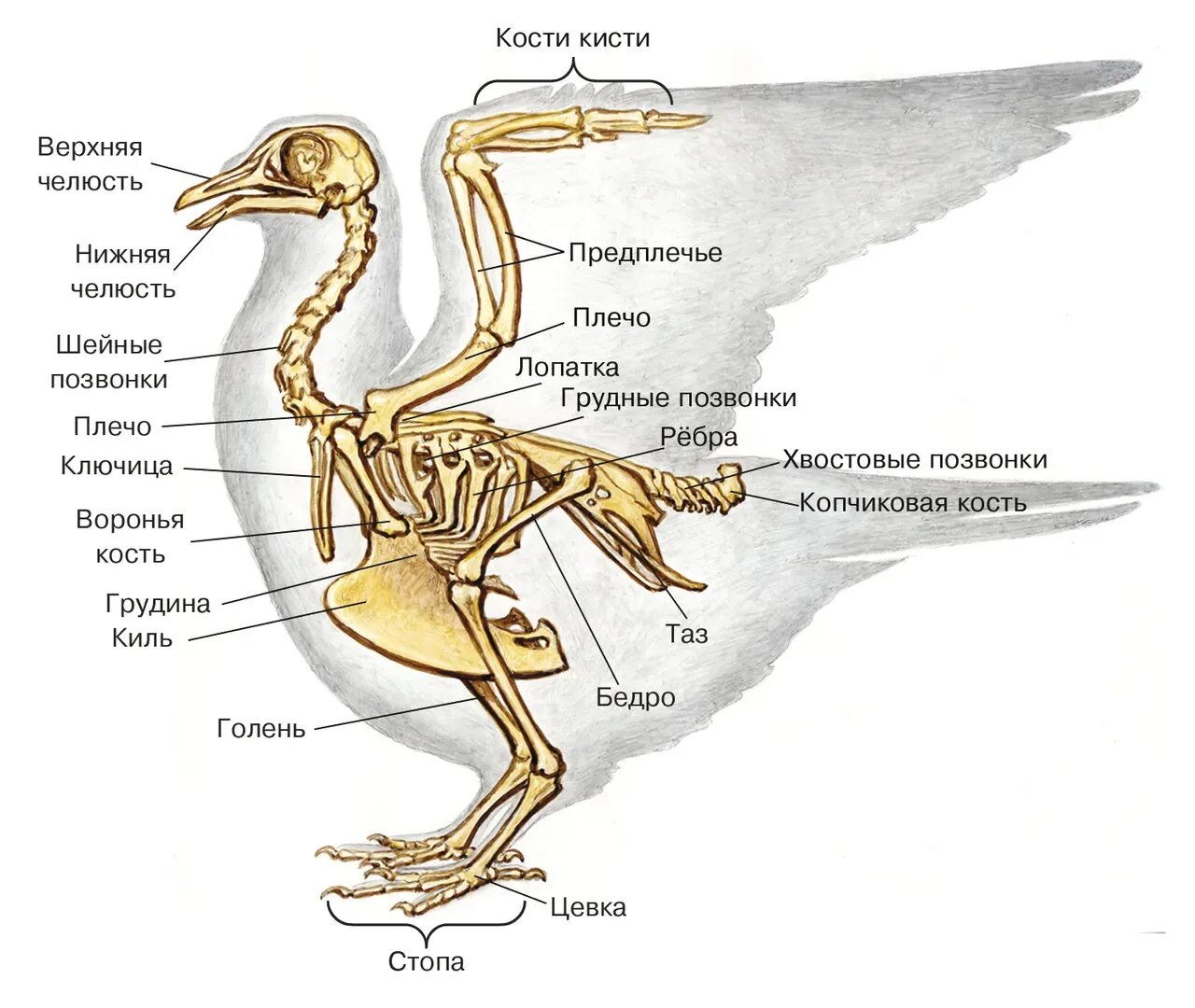 Скелет птицы биология 8 класс. Скелет птицы спереди. Скелет птицы биология 7 класс. Скелет голубя биология 7 класс. Особенности строения скелета в жизни птицы