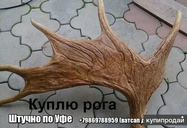 Рогу рб