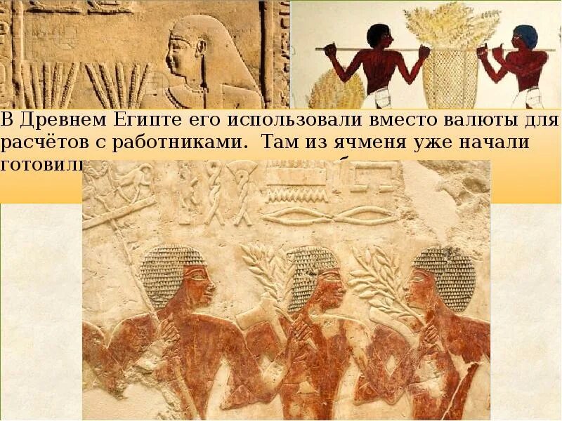 В древности использовали. Ячмень древний египет. хлеб и пиво в древнем египте. египетский хлеб и пиво в древности. древний египет зерновые культуры.
