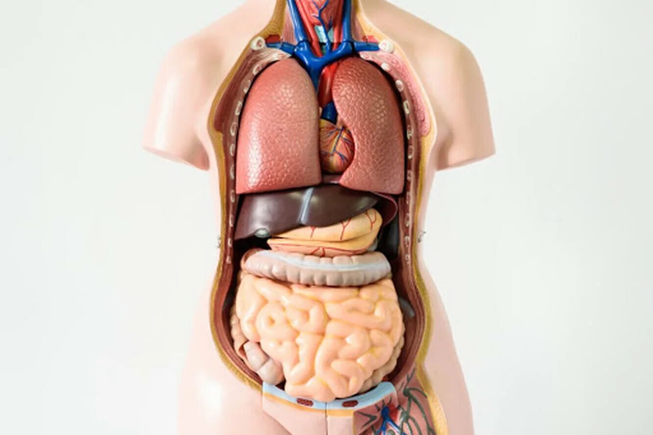 Вид внутренних органов. Внутренние органы. Органы человека. Анатомия тела человека внутренние органы.