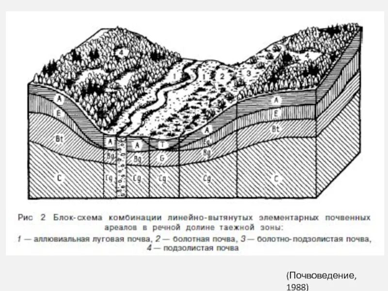 Элювиальная фация. Строение аллювиальных почв. Строения ландшафта фации,урочища.... Профиль аллювиально Луговой почвы. Почвы долины рек