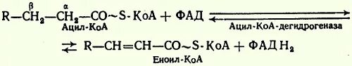 Ацил-КОА дегидрогеназы жирных кислот. Ацил-КОА-дегидрогеназы. Ацил-КОА формула. Ацил КОА дегидрогеназа кофермент. Коа формула