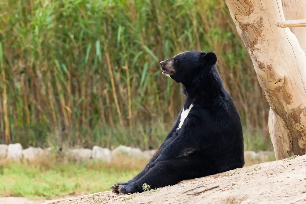 Медведь барибал умеет лазить по деревьям. Гималайский белогрудый медведь. Уссурийский Гималайский медведь. Гималайский медведь в Уссурийской тайге. Гималайский медведь дальнего Востока.