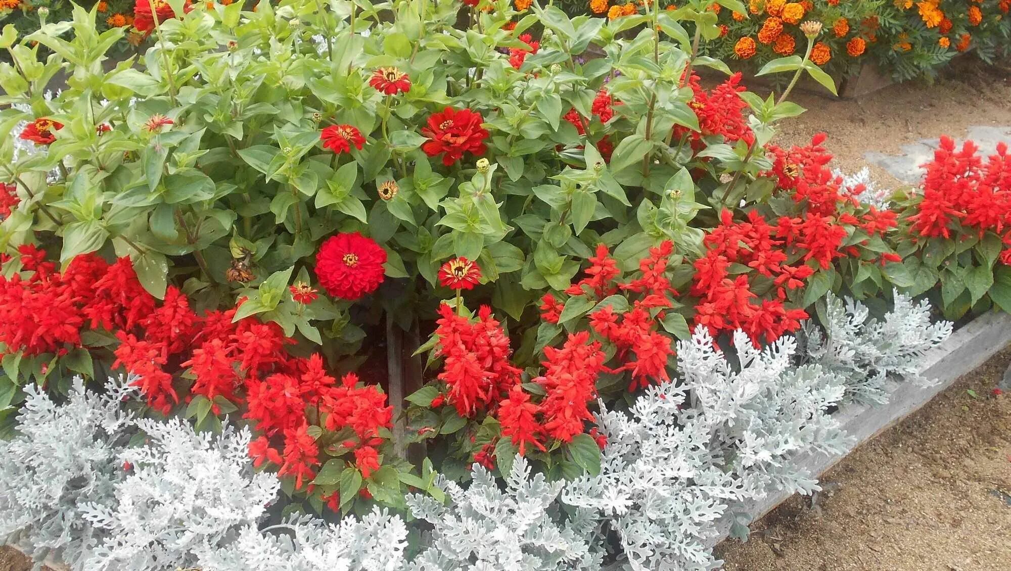 весенняя посадка саженцев чёрной смородины. как правильно садить смородину. калина бульденеж саженец. крыжовник корень. посадка смородины осенью саженцами на урале под зиму.