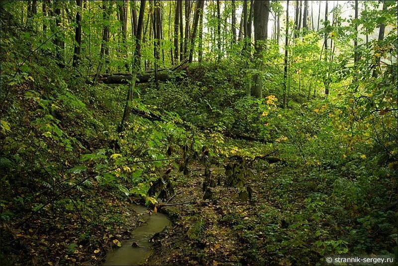 широколиственный лес северной америки. хвойно-широколиственные леса северной америки. смешанные и широколиственные леса россии. смешанные и широколиственные леса типичный внешний облик зоны. смешанные и широколиственные леса россии.