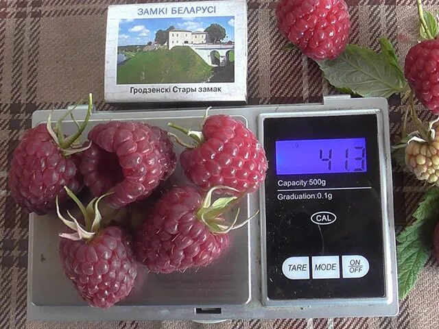 Саженцы малины полесье купить в Москве по цене от 590 рублей