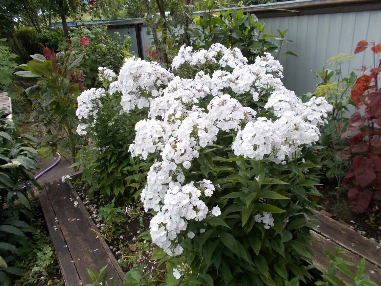 Флокс белый Адмирал. Флокс Вайт Адмирал. Флокс метельчатый White Admiral. Флокс Вайт Спарр. Айс кап