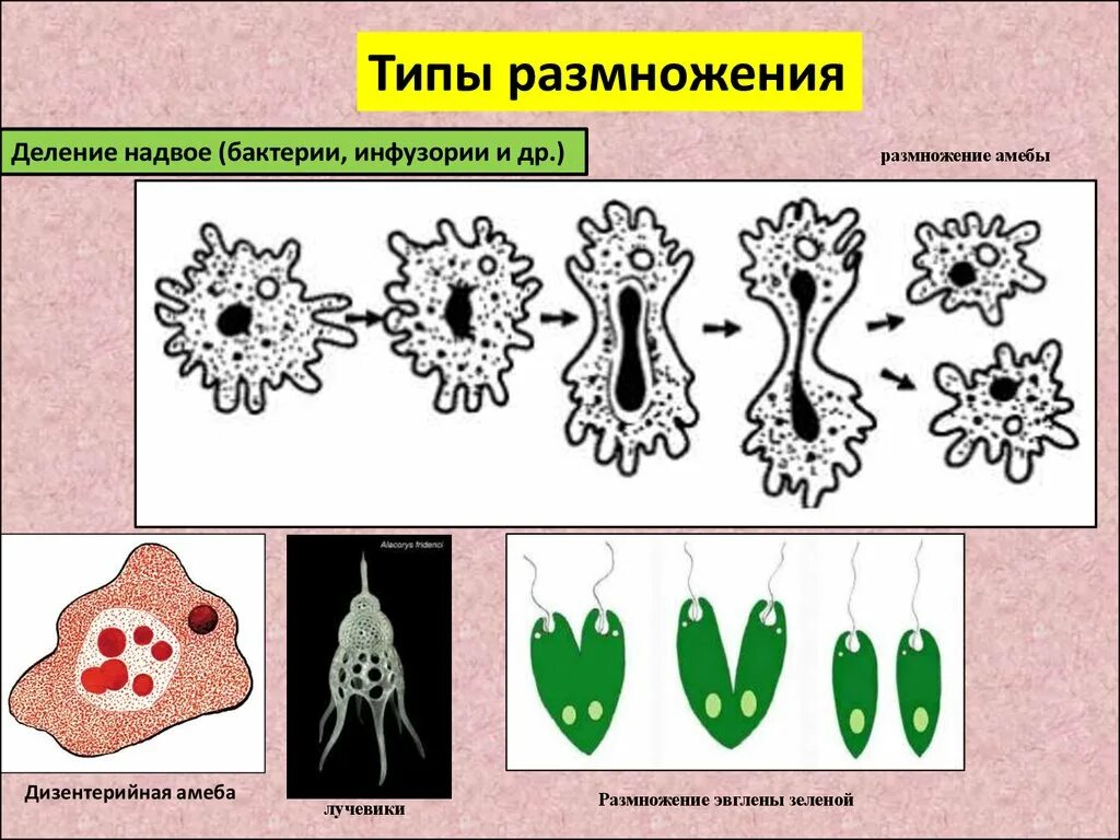 Размножается путем деления. Размножение дизентерийной амебы. Размножение амёбы обыкновенной схема. Дизентерийная амёба Тип размножения. Способ размножения амебы обыкновенной.