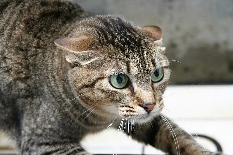 Отчего кошка. Кот поджал уши. кошка с прижатыми ушами. коты с ушами. кошка поджала уши.