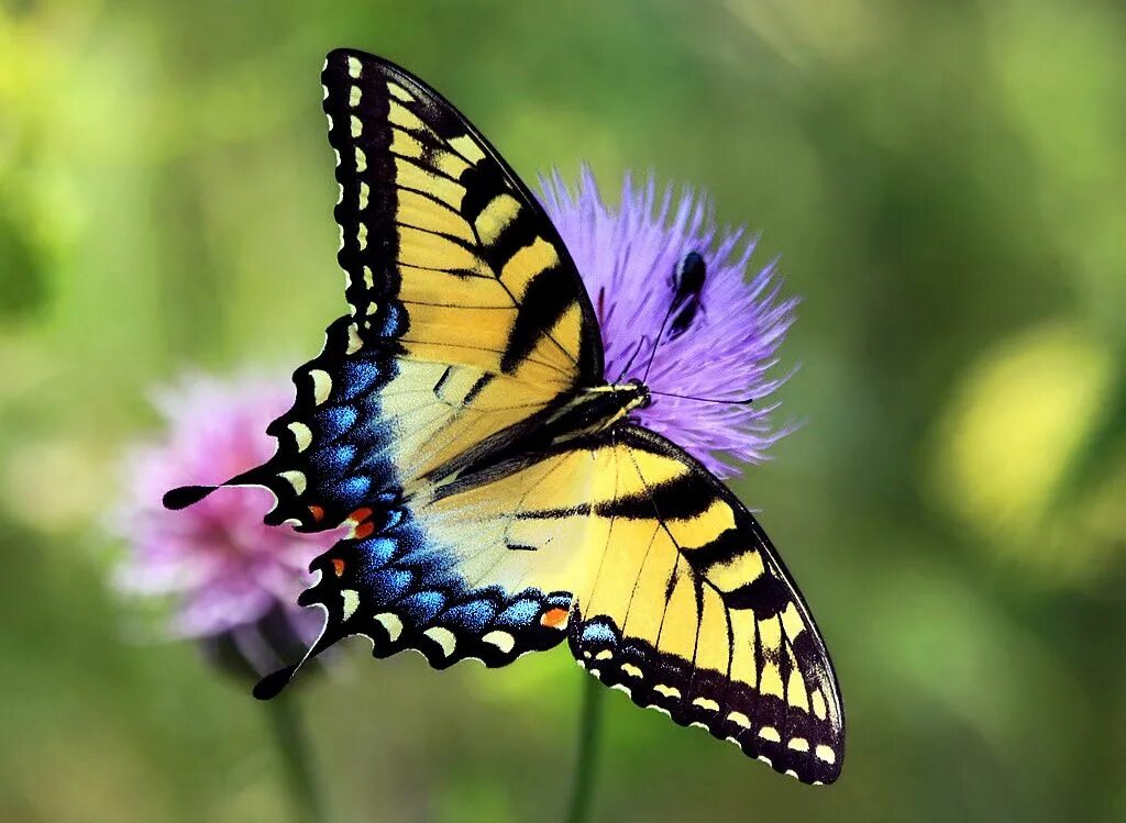 Бабочки вб. Тигровый Махаон бабочка. Желтая бабочка Махаон. Голубой Махаон бабочка. Махаон бабочка Махаон.