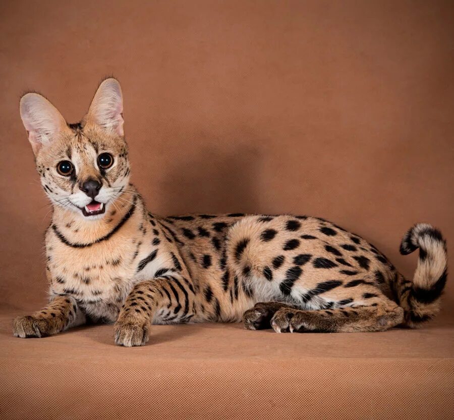 Породы кошек с фотографиями ценами. Бенгальская Саванна кошка. Кошка породы сервал. Сервал Серенгети. Сервал и Саванна.