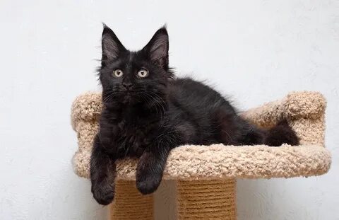 Черный котенок мейн куна
