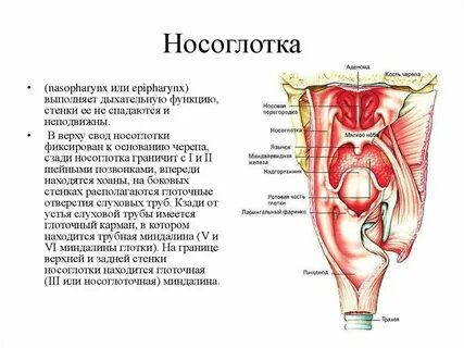 Носоглотка сообщения