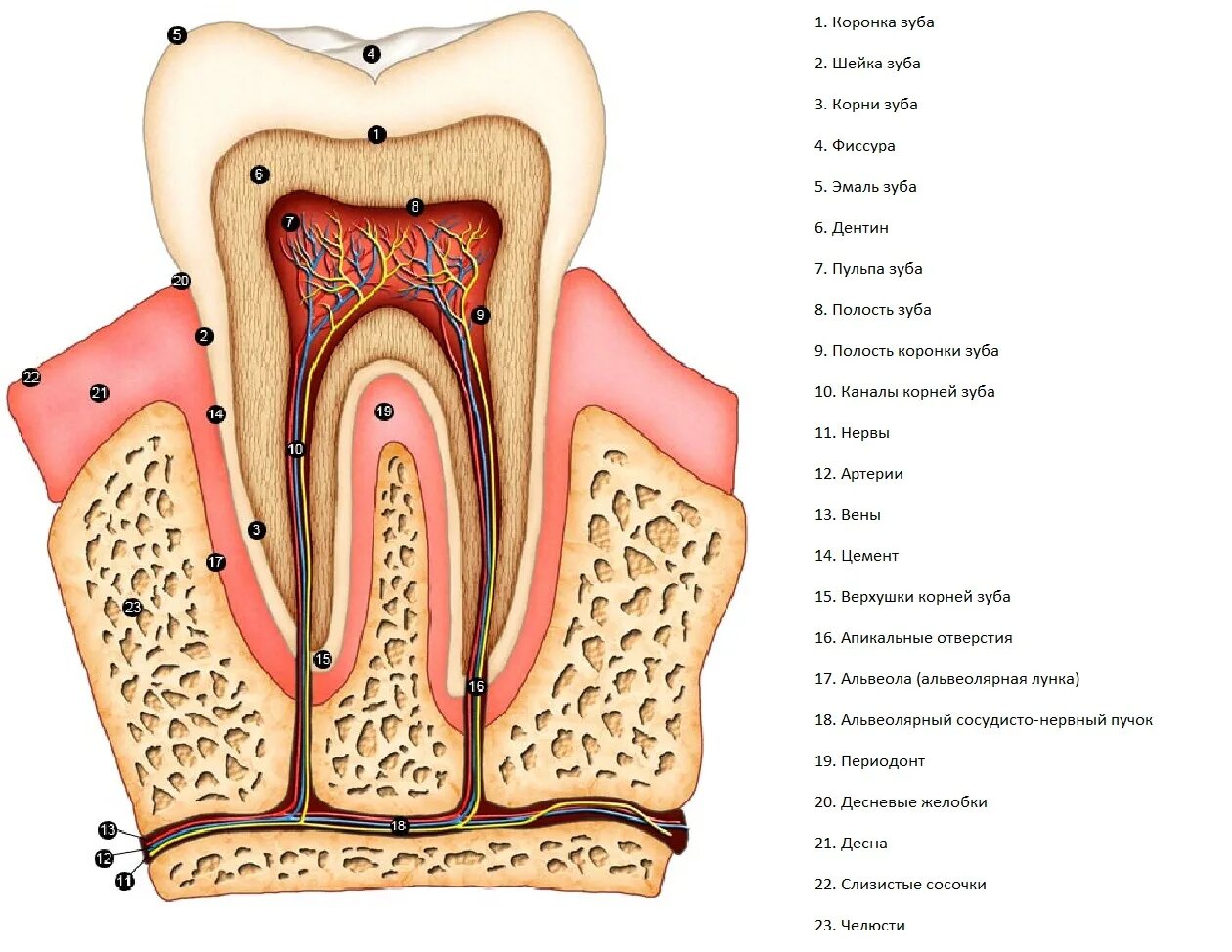 Зубной на латыни. Анатомическое строение зуба анатомия. 6 Нижний зуб строение. Строение зуба человека челюсть анатомия. Строение зубной полости.