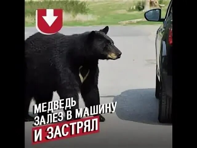 Медведь сгорел в машине. Мишка задолбал. Медведь сел в машину.