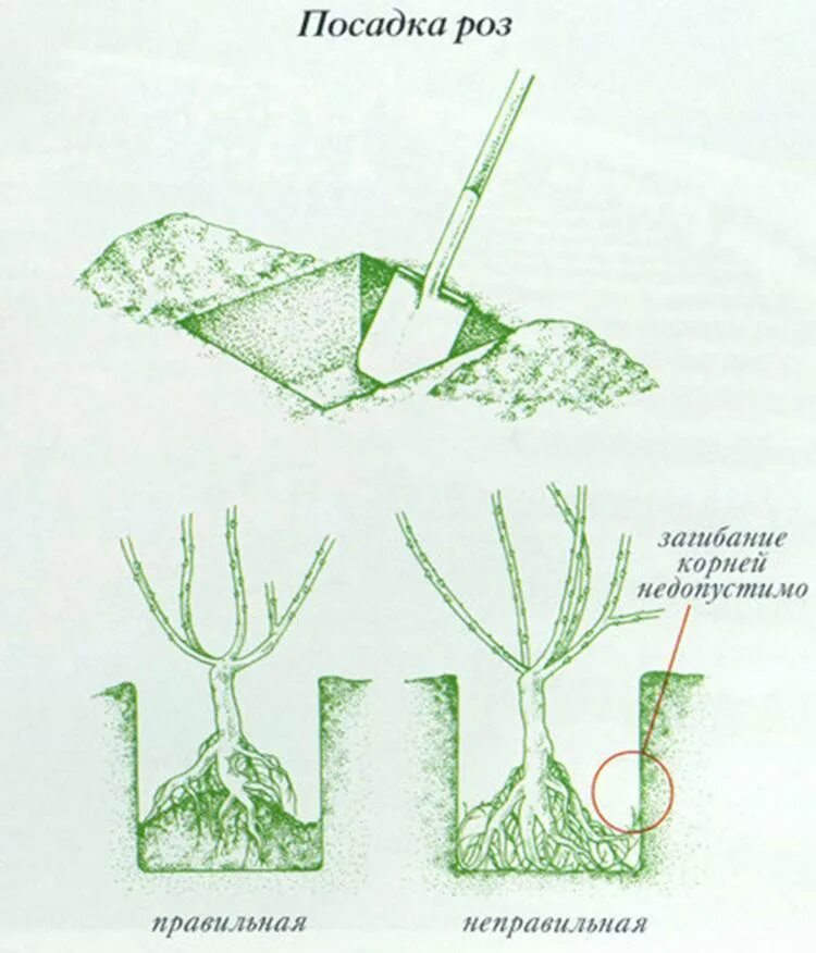 Как правильно посадки сделать. Посадка плетистой розы весной. Правильная посадка плетистой розы.
