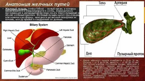 Что такое желчный пузырь