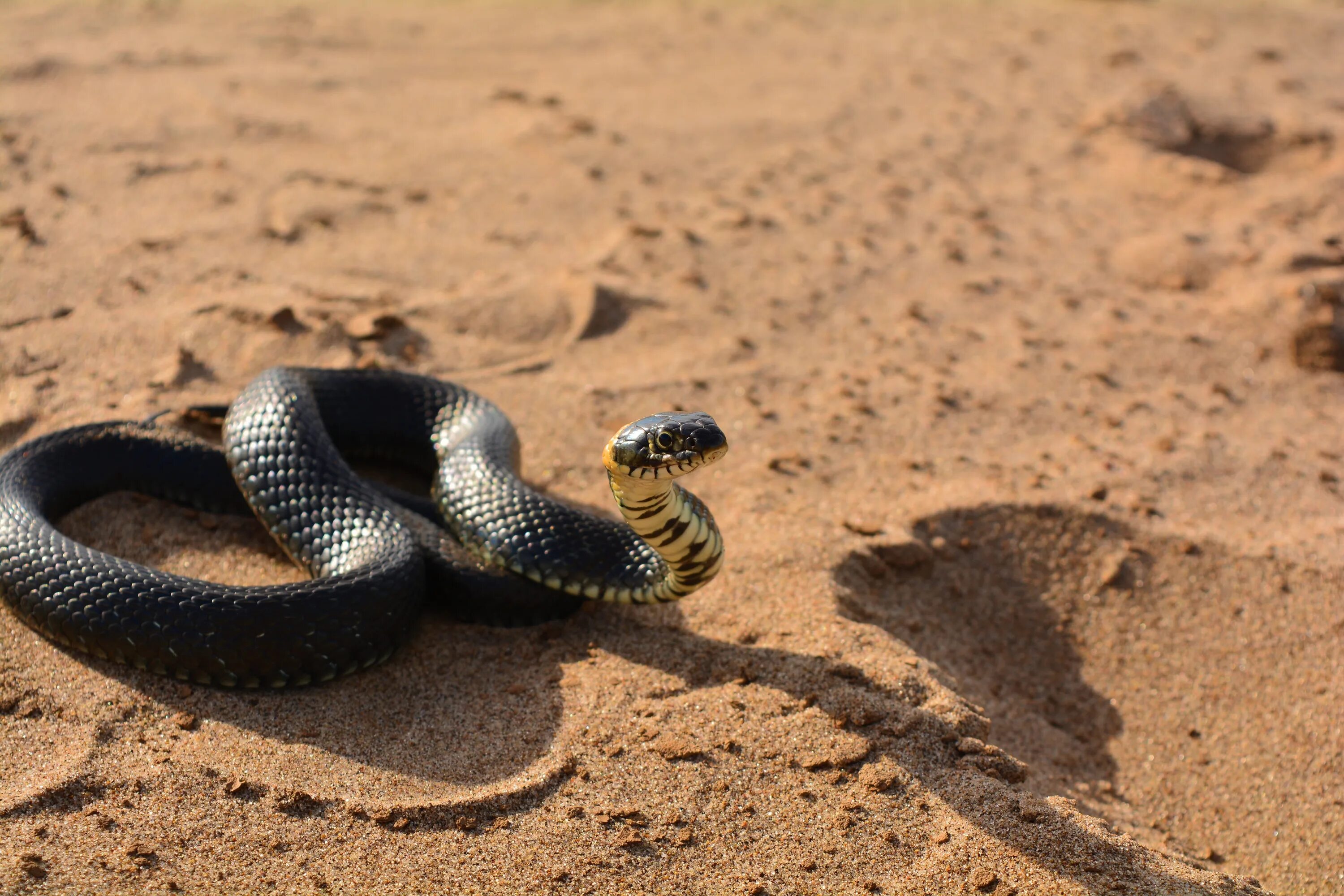 Змея гадюка пустынная. Змея Песчаная гадюка. Шахмар змея. Змея полупустыни. Искушение песчаного змея